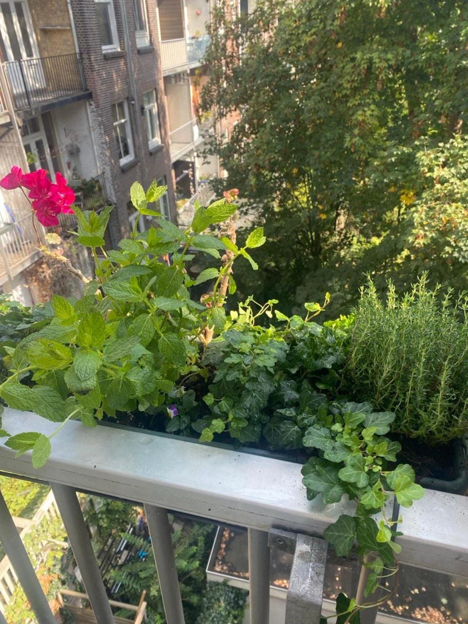 Garden view