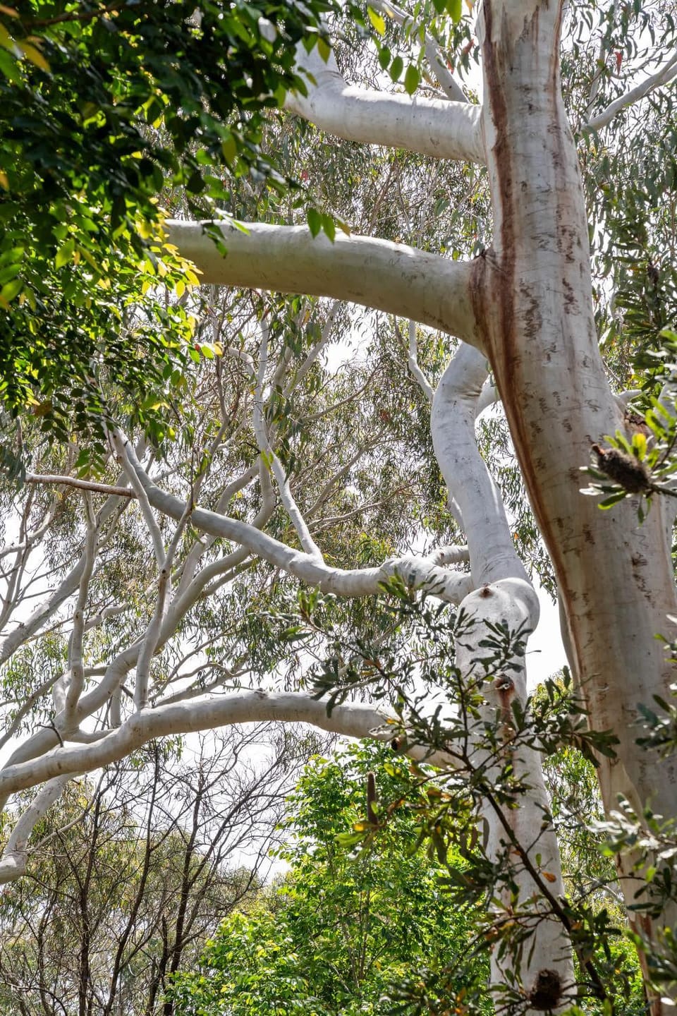 Scribbly Gums Callala Beach House in Callala Bay