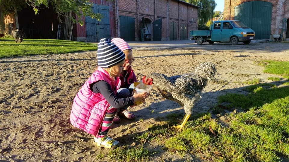 Animals