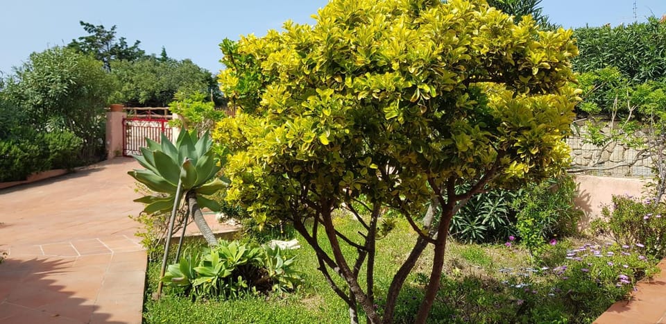 Garden view