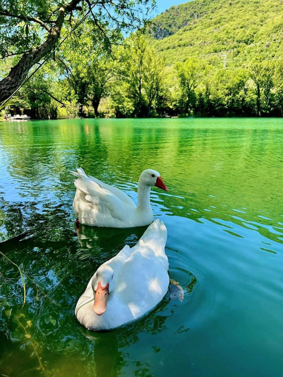 Lake view