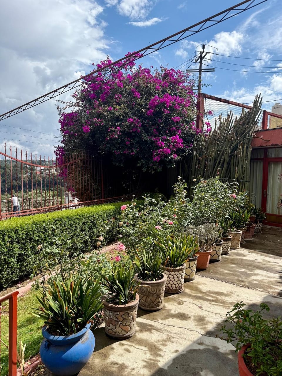 Garden view