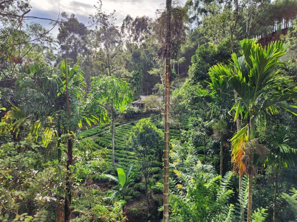 Natural landscape, Garden view, Mountain view