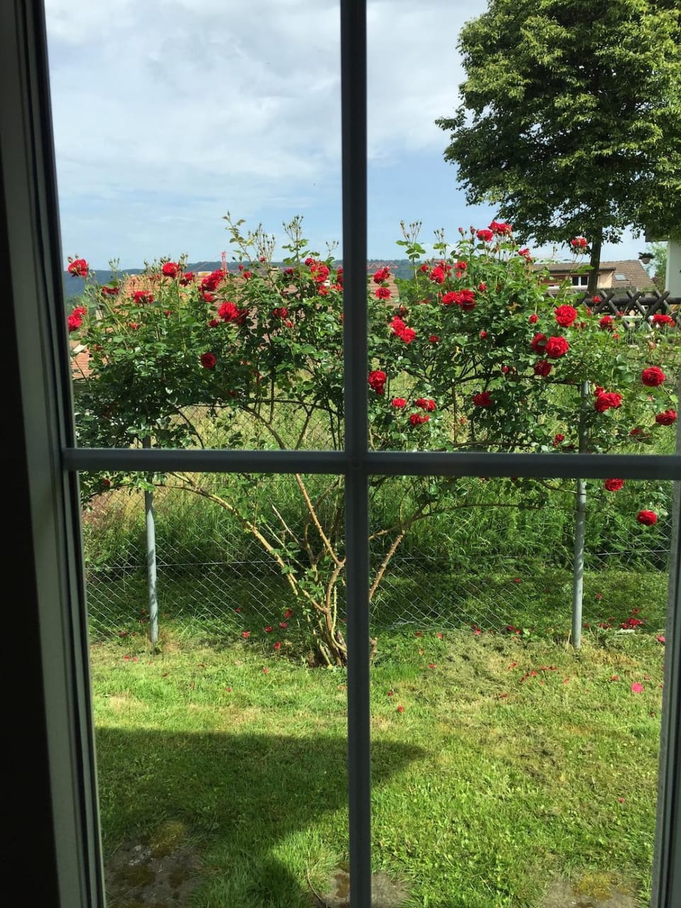 Day, Garden, Garden view