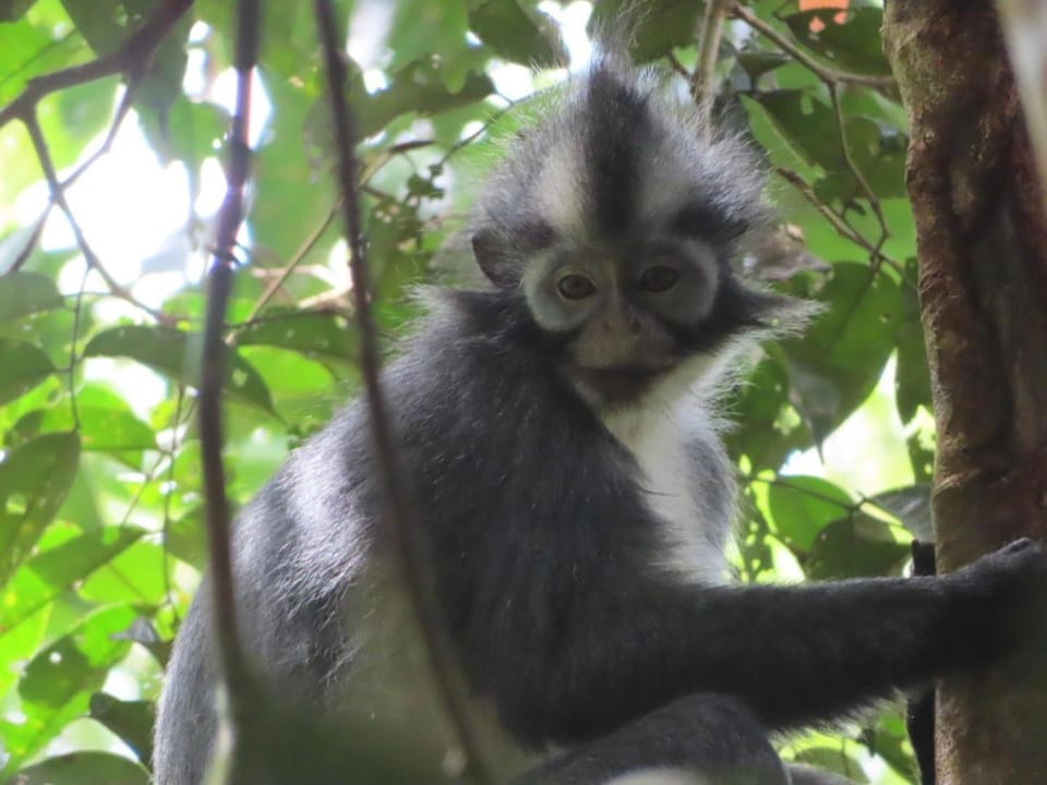 Sumatra Happy Track Tour Guest House & Jungle Trekking Bed and Breakfast in Indonesia