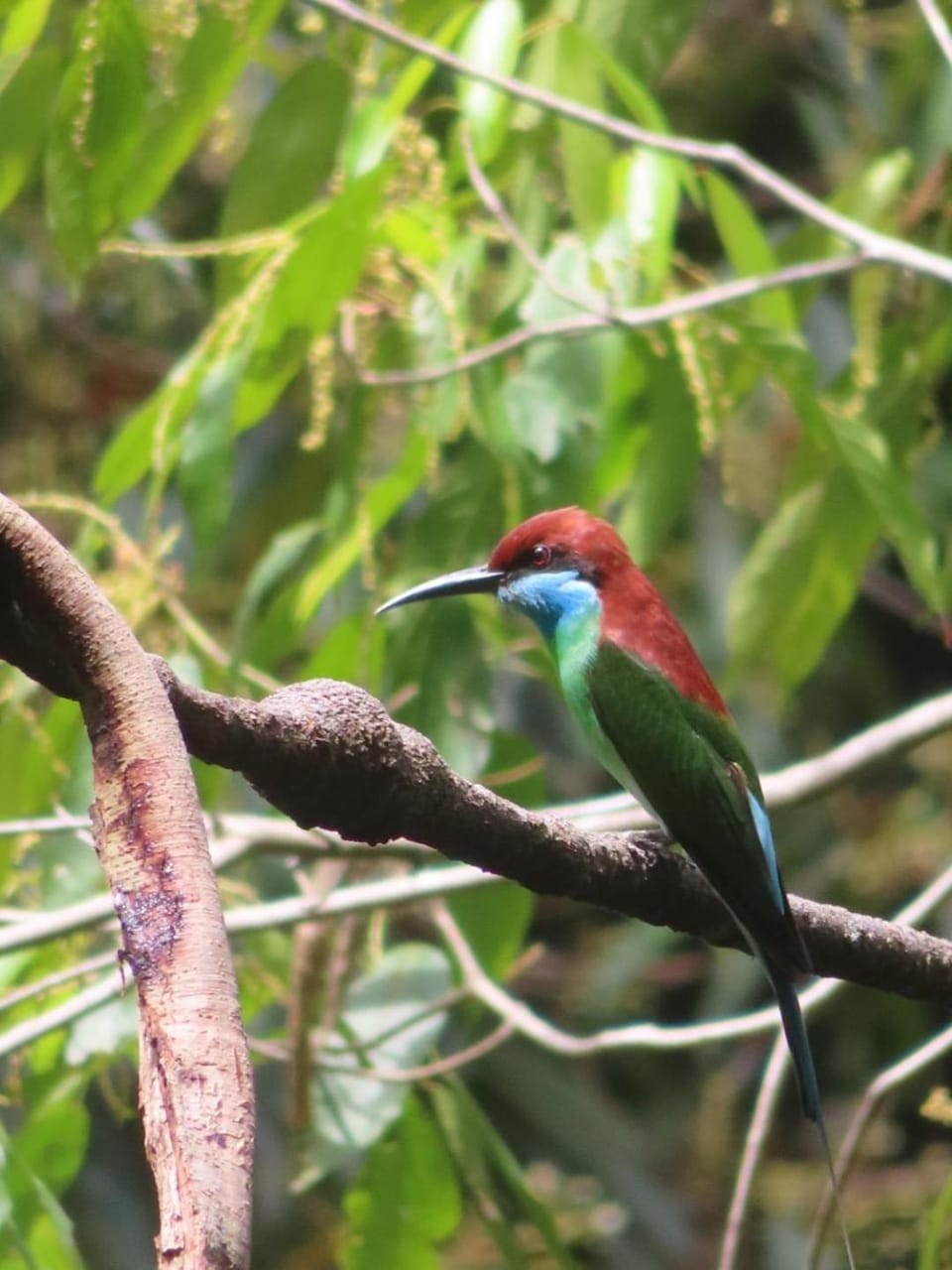 Sumatra Happy Track Tour Guest House & Jungle Trekking Bed and Breakfast in Indonesia