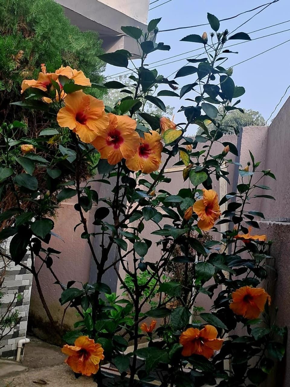 The Happy Homestay Apartment in India