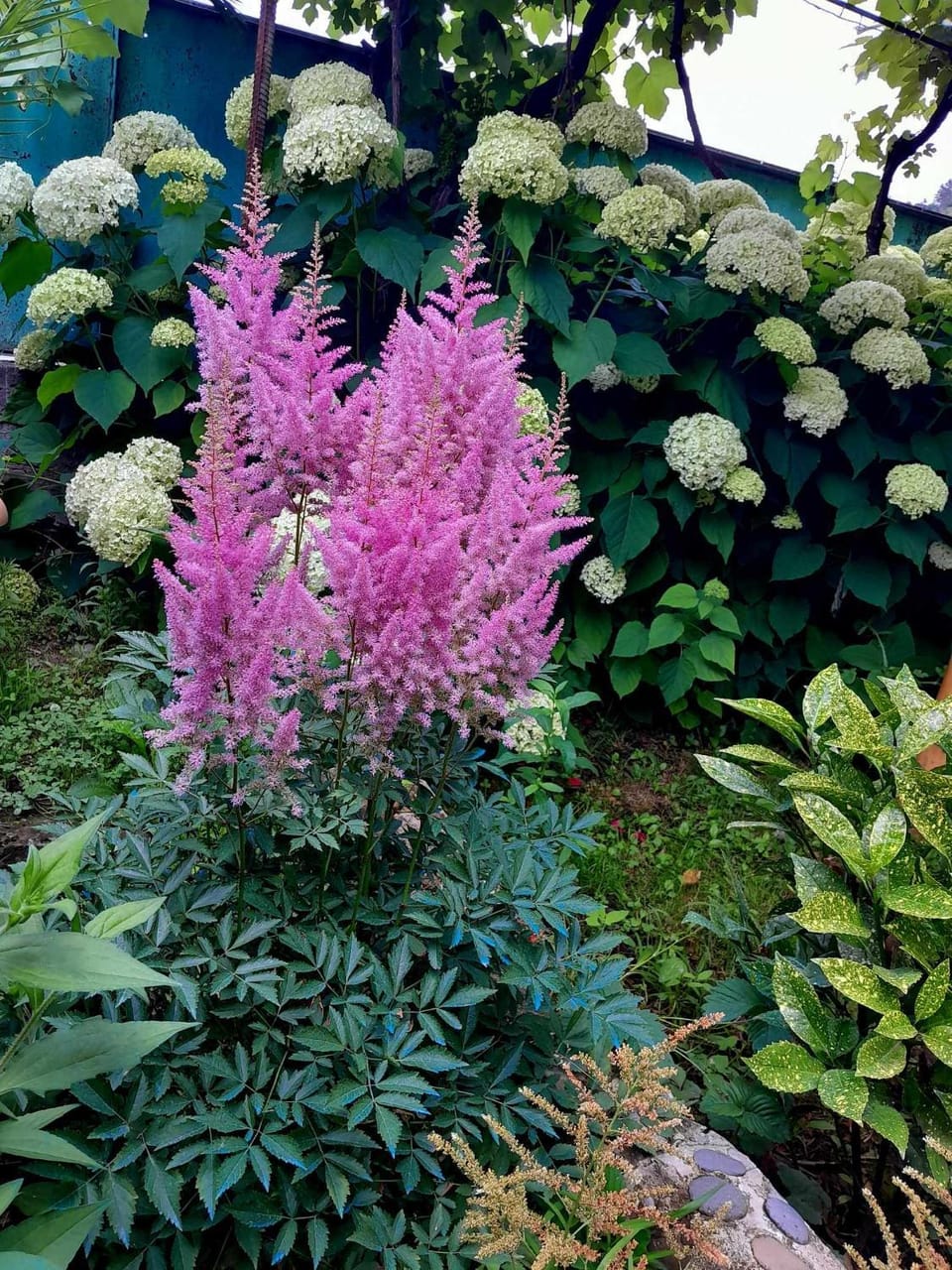 Garden view