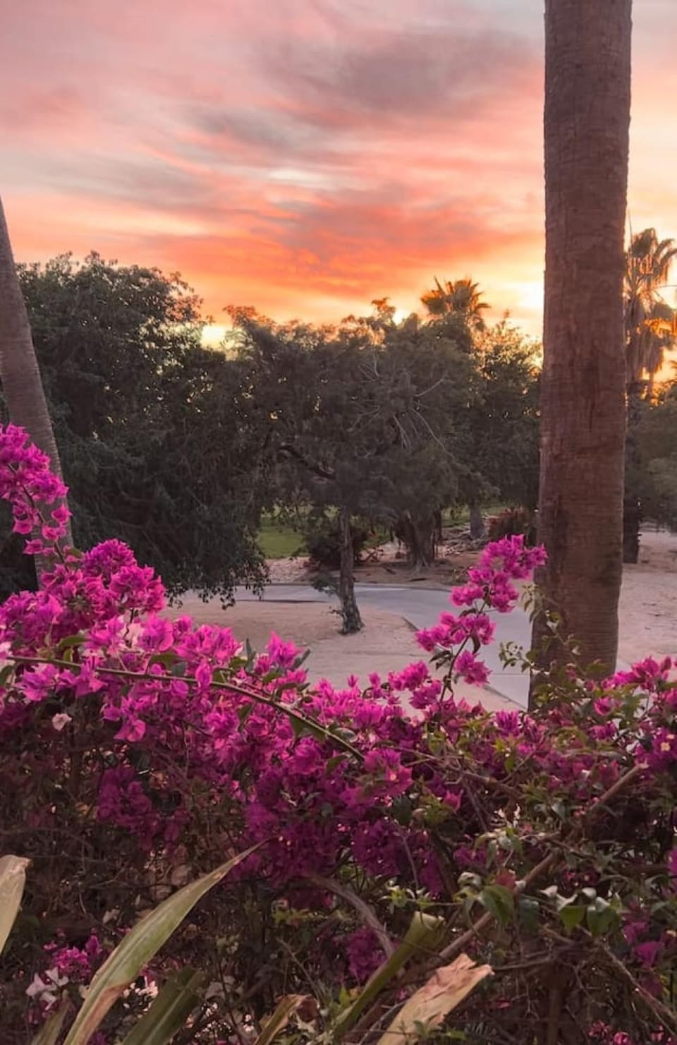 Garden view, Sunset
