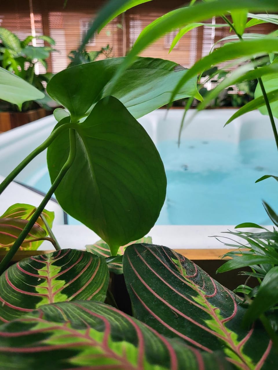 Garden, Hot Tub