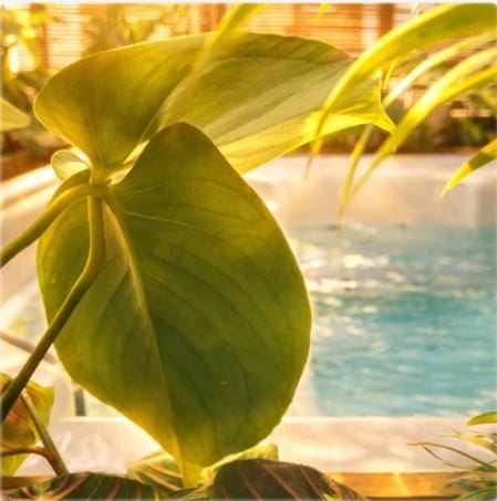Garden, Hot Tub