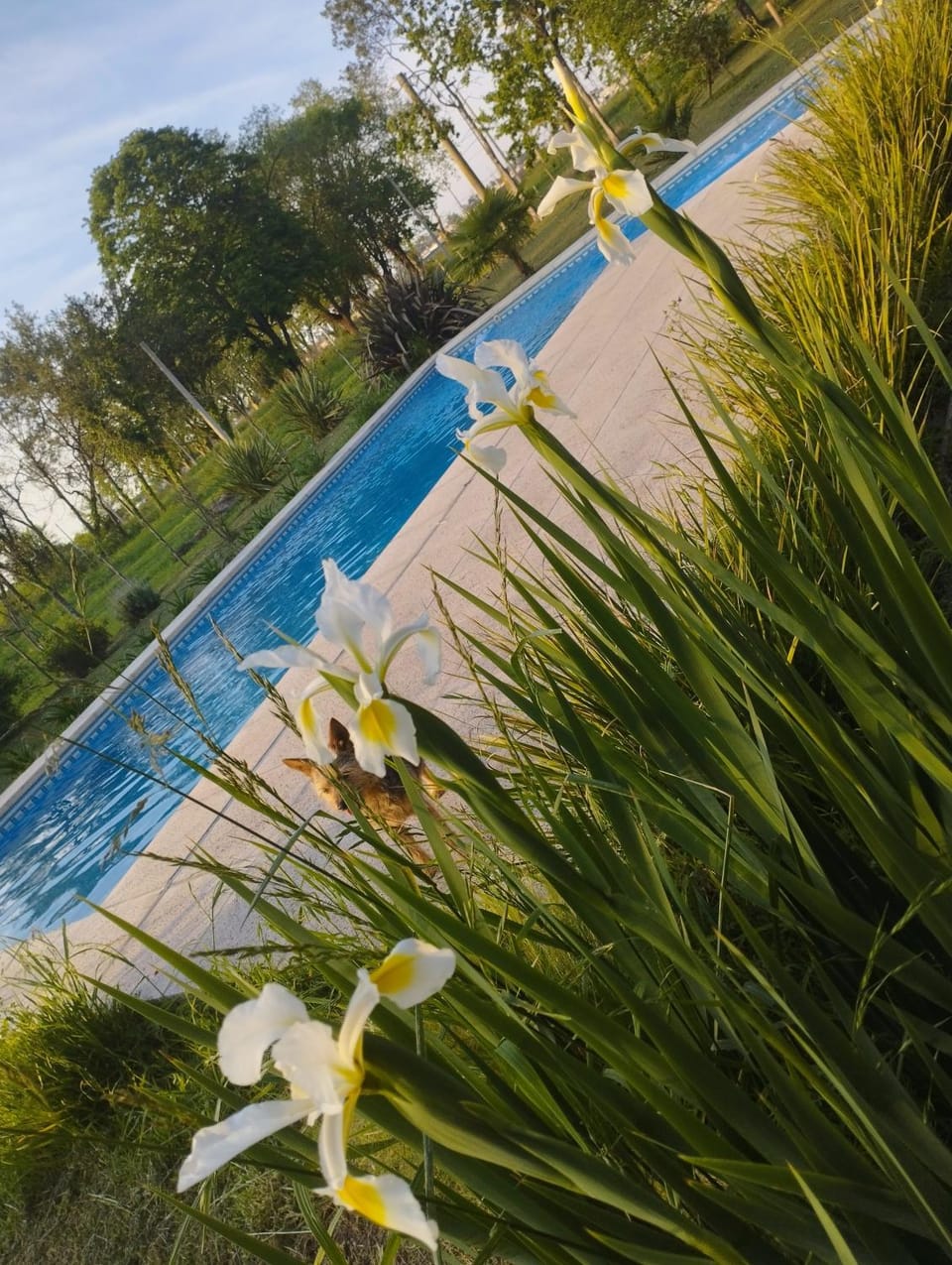 Swimming pool