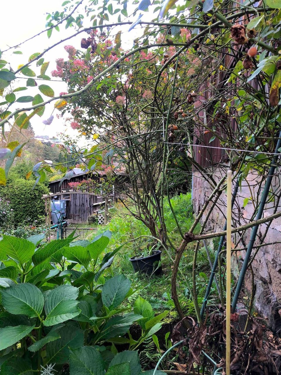 Garden view