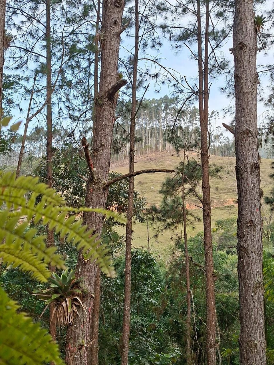 Natural landscape, Garden view