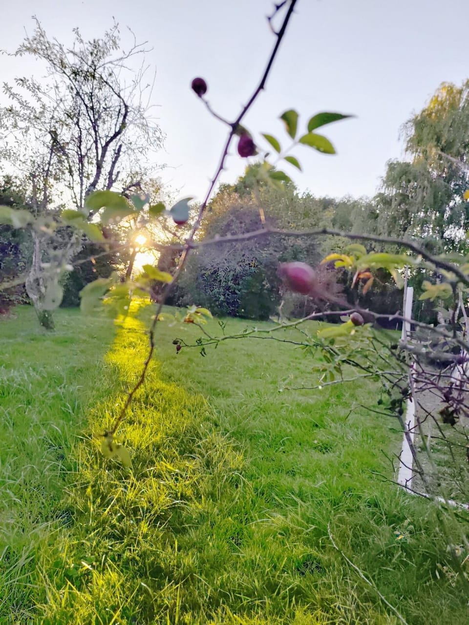 Natural landscape, Garden, Garden view