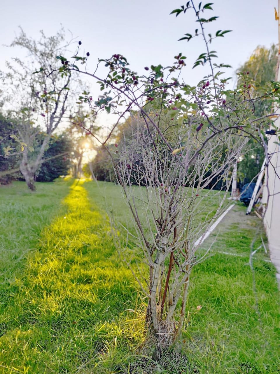 Garden, Garden view