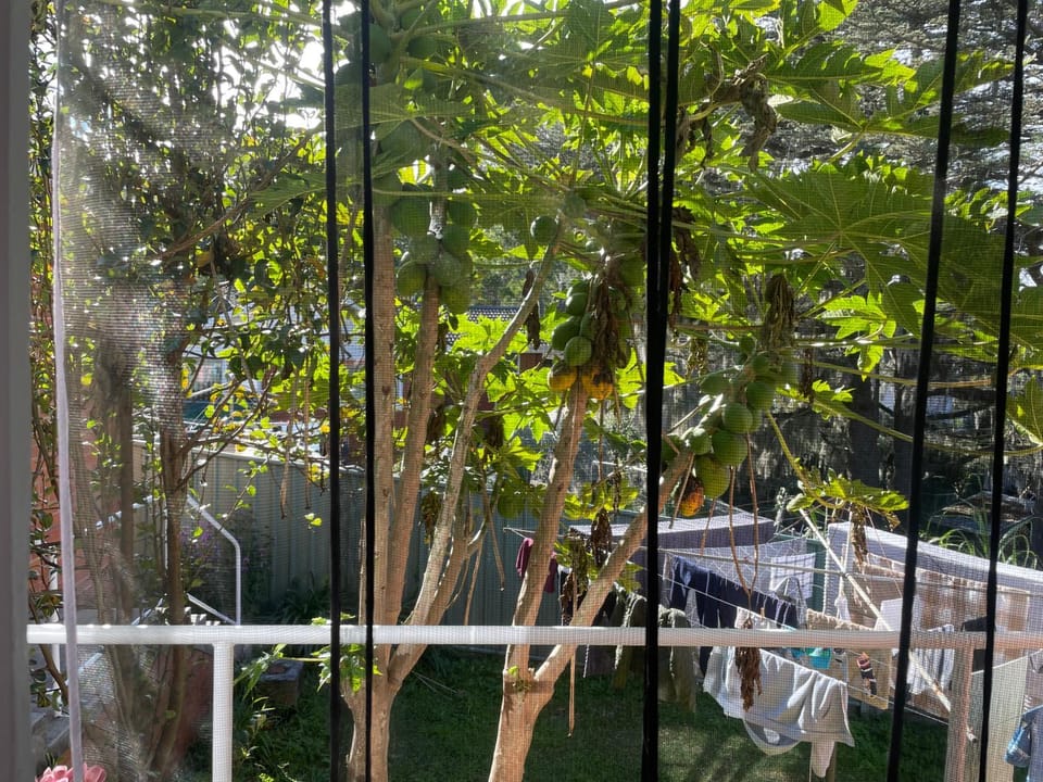 Garden view