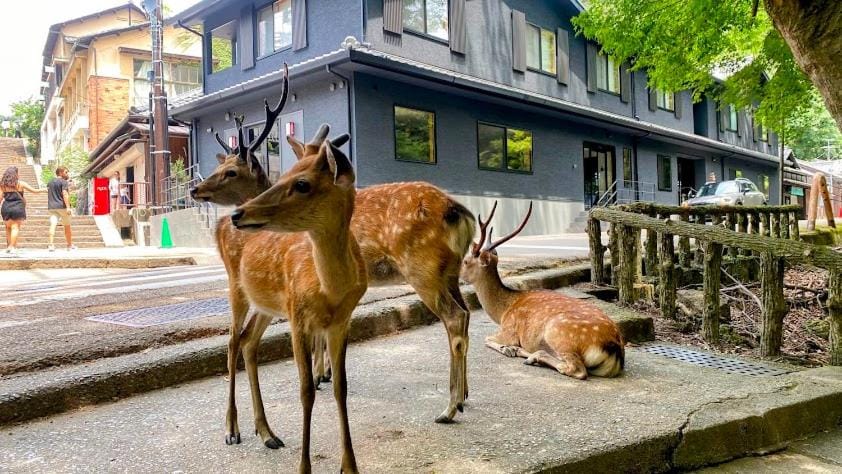 Property building, Nearby landmark, Day, Animals