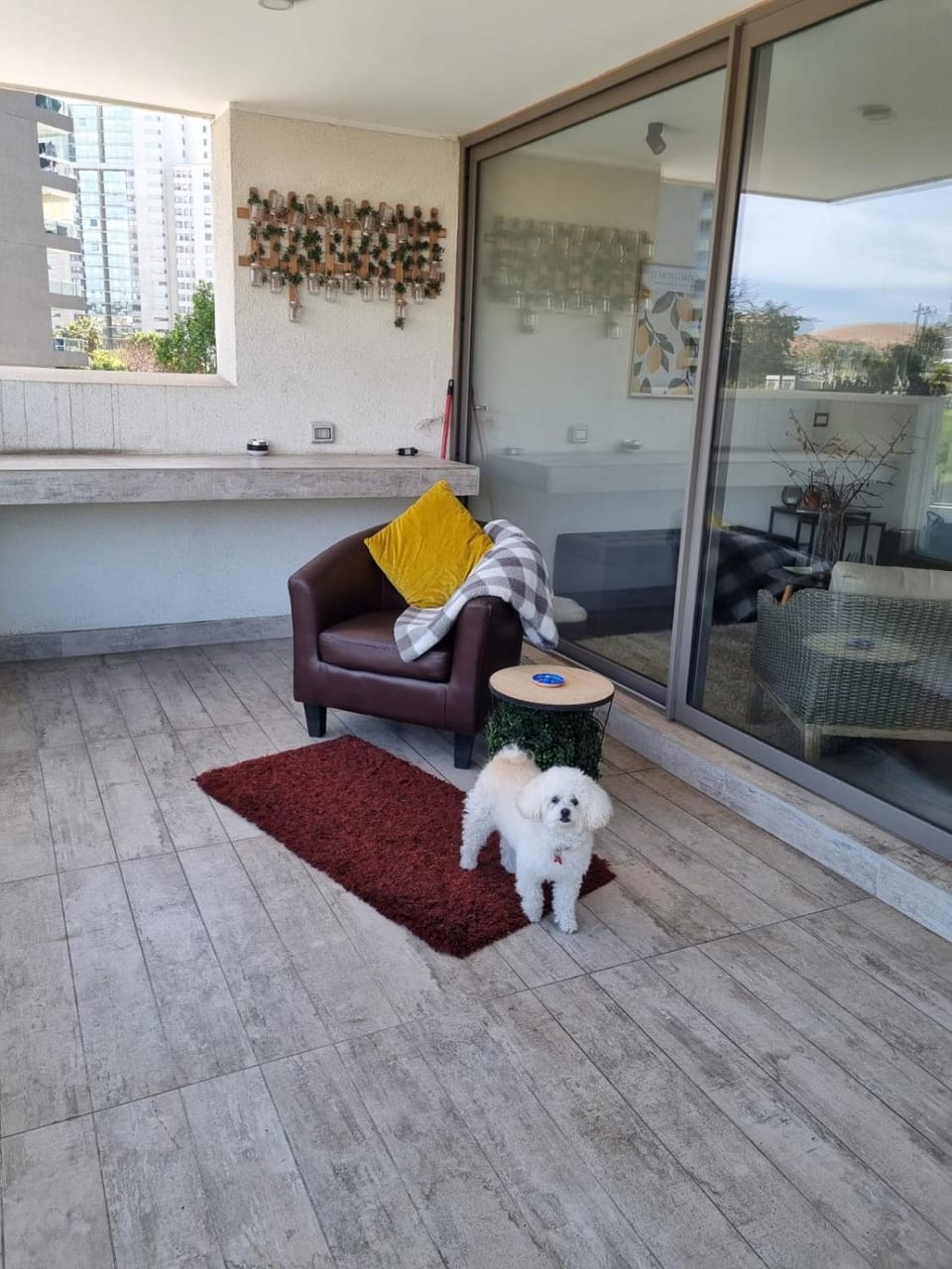 Seating area, Pets