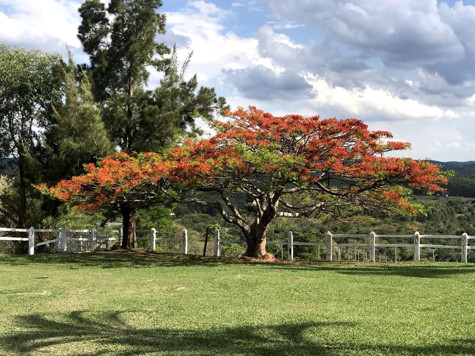 Natural landscape, Garden, Garden view