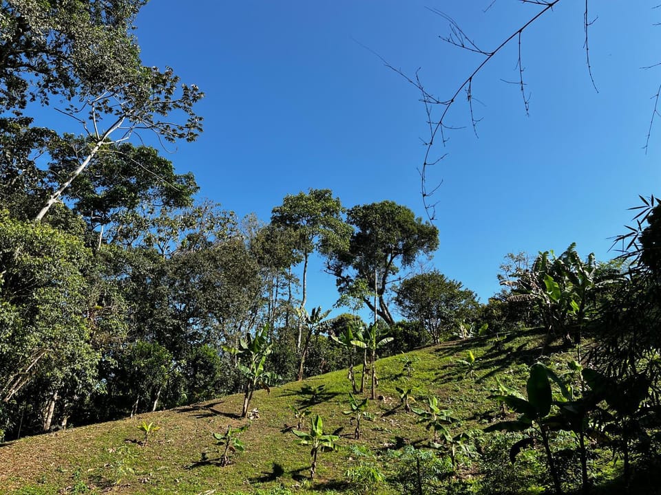 Garden, Garden view