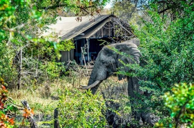 Honeyguide Tented Safari Camp - Khoka Moya Luxury tent in South Africa