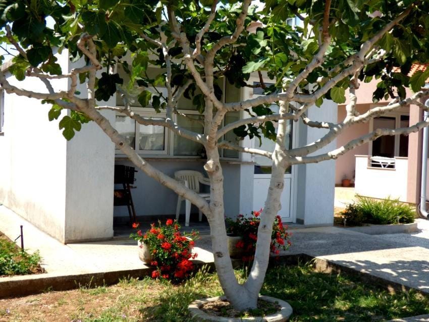 Apartments Branko Nin Apartment in Zadar County
