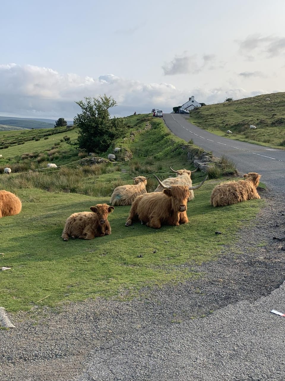 Natural landscape, Animals