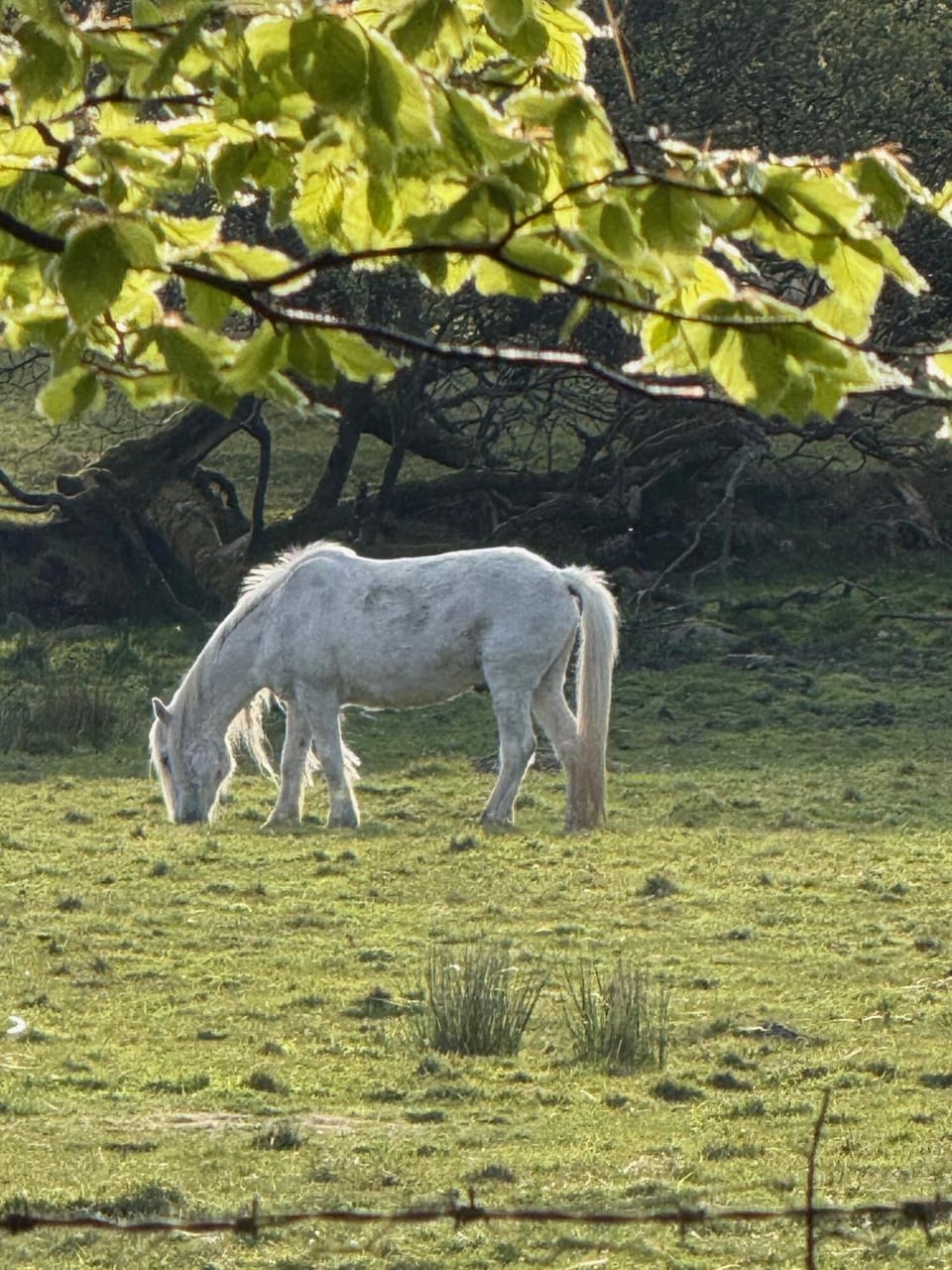 Animals