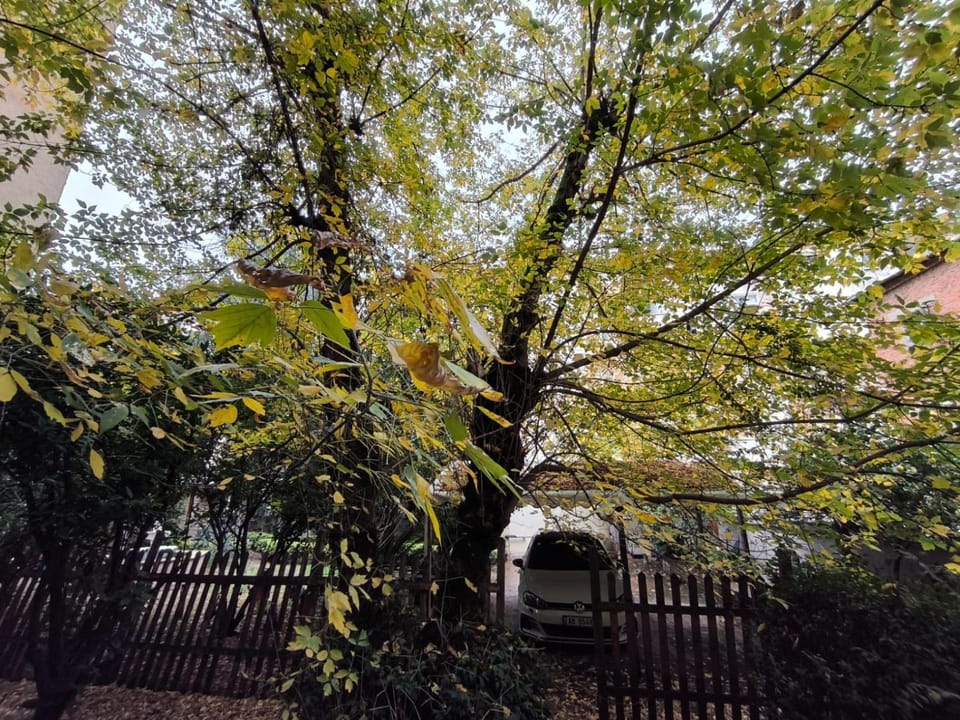 Day, Garden, Garden view