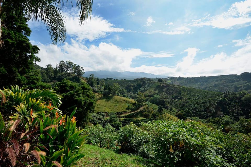 Garden, Mountain view