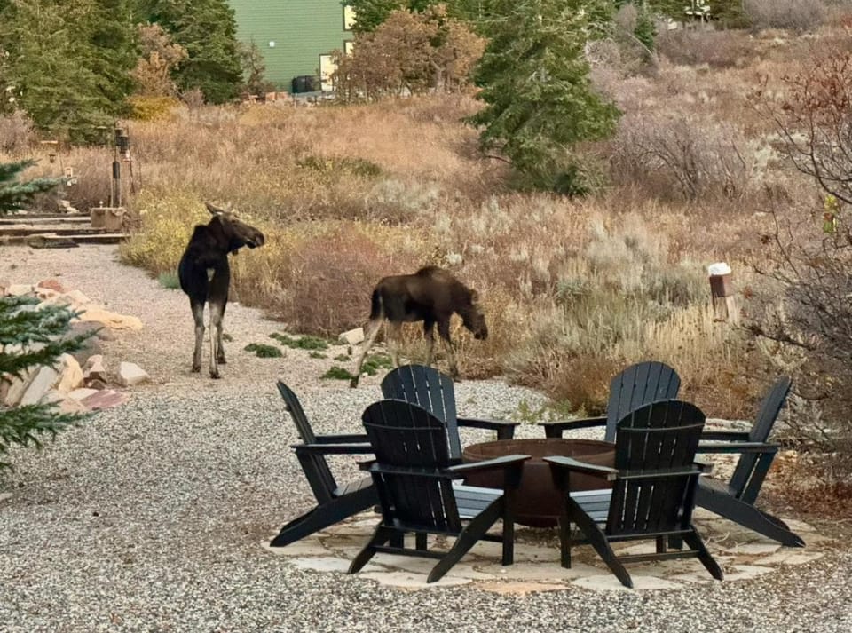 Day, Natural landscape, Animals