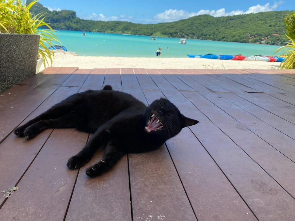 Natural landscape, Beach, Pets