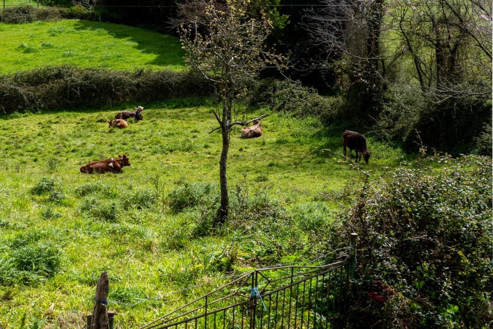 El Caracol azul del Plano House in Asturias