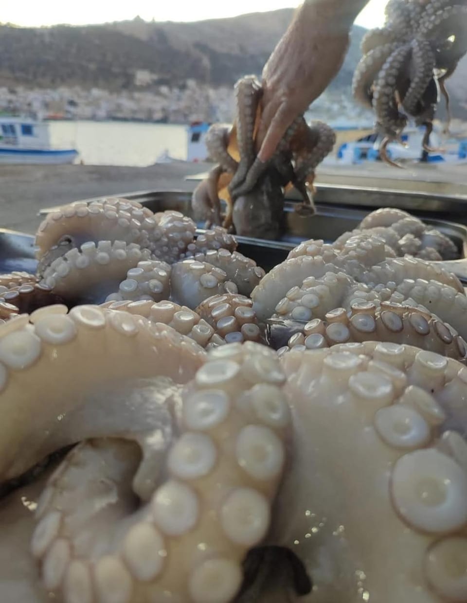 Το Πέτρινο Λουλούδι της Ειρήνης Apartment in Kalymnos