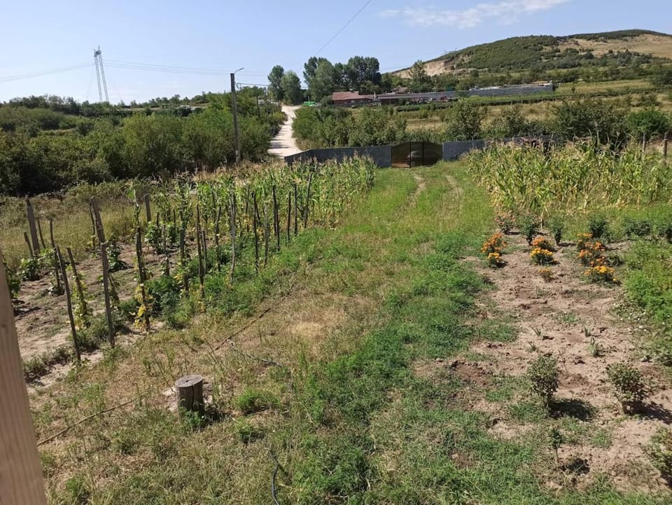 Holiday home with vineyard and city view House in Romania