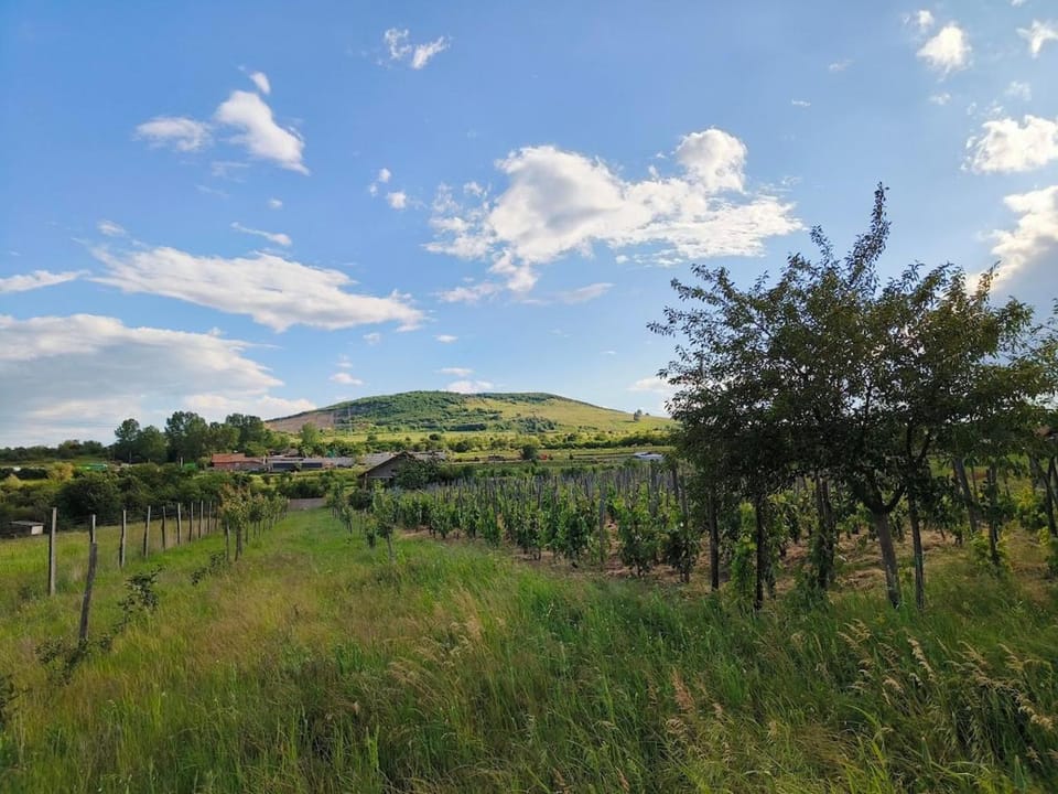 Holiday home with vineyard and city view House in Romania