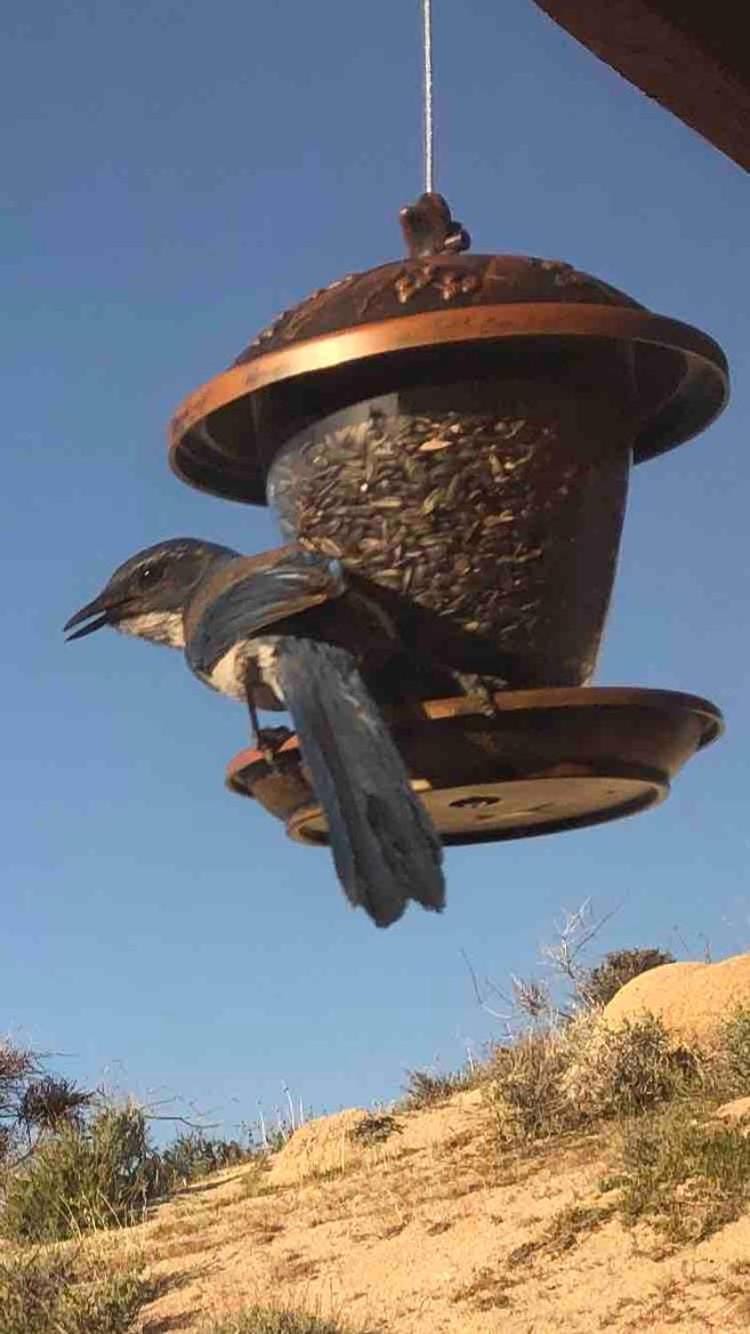 Mountainside Retreat Villa in Yucca Valley