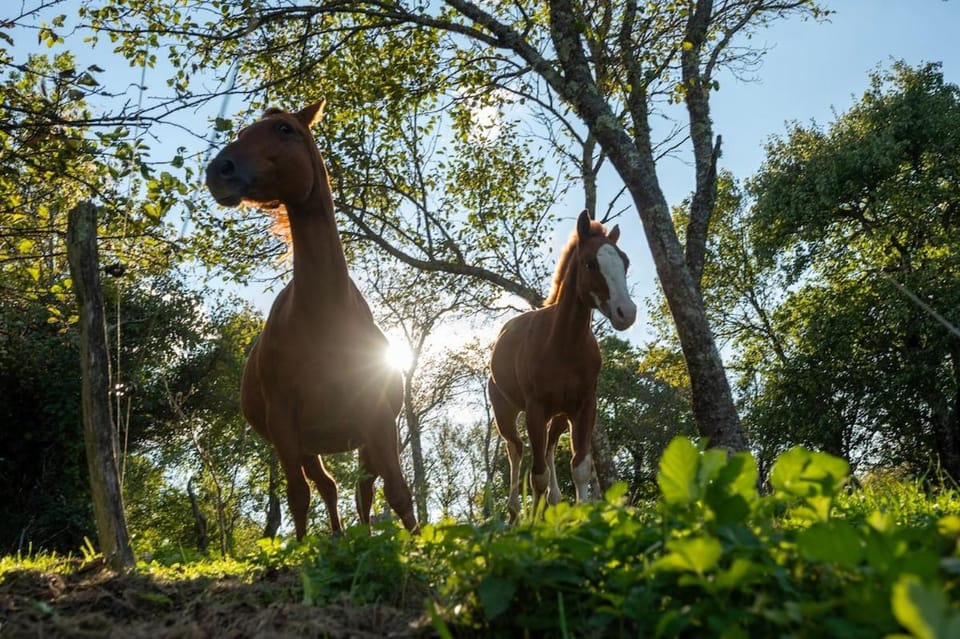 Horse Whispering Ranch apartma Apartment in Slovenia