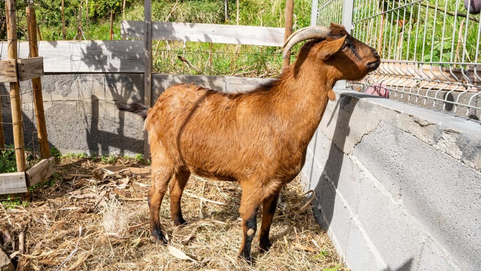 The Goat's Place III Villa in Madeira District