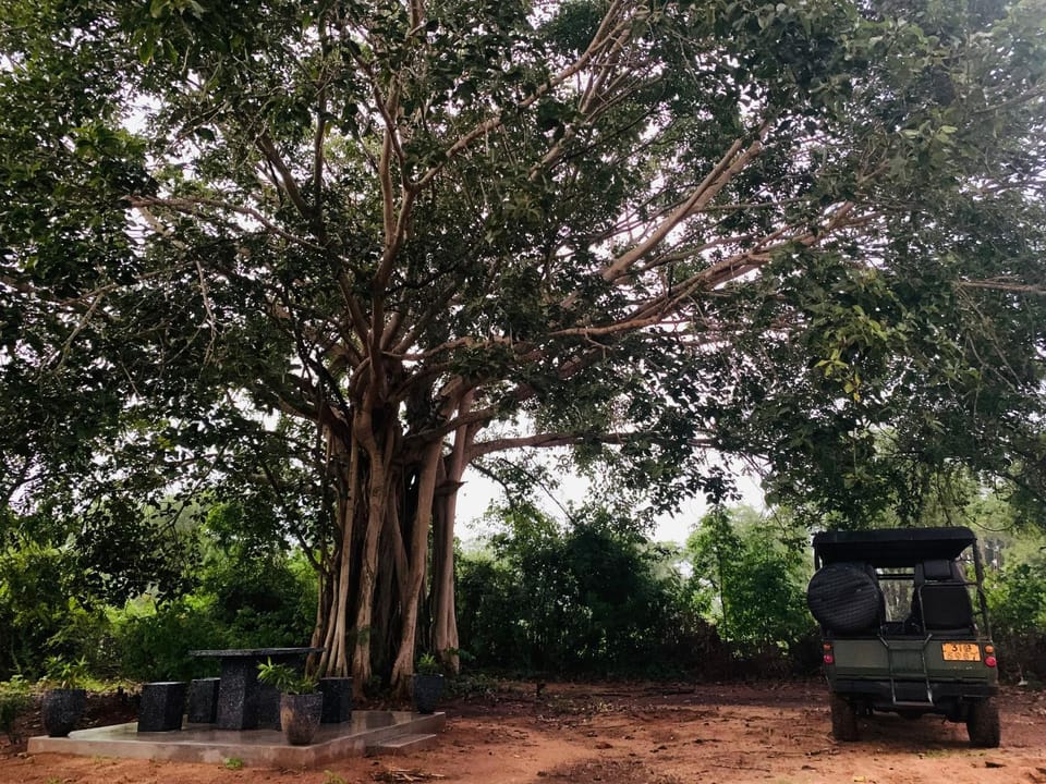 Wilpattu Nuga Lodge Bed and Breakfast in Sri Lanka