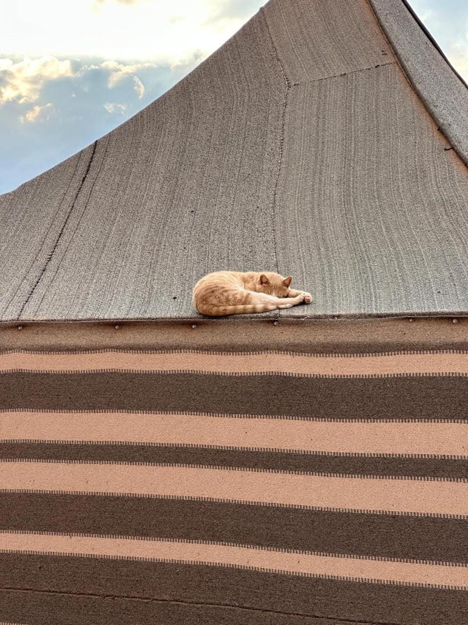 Day, Pets