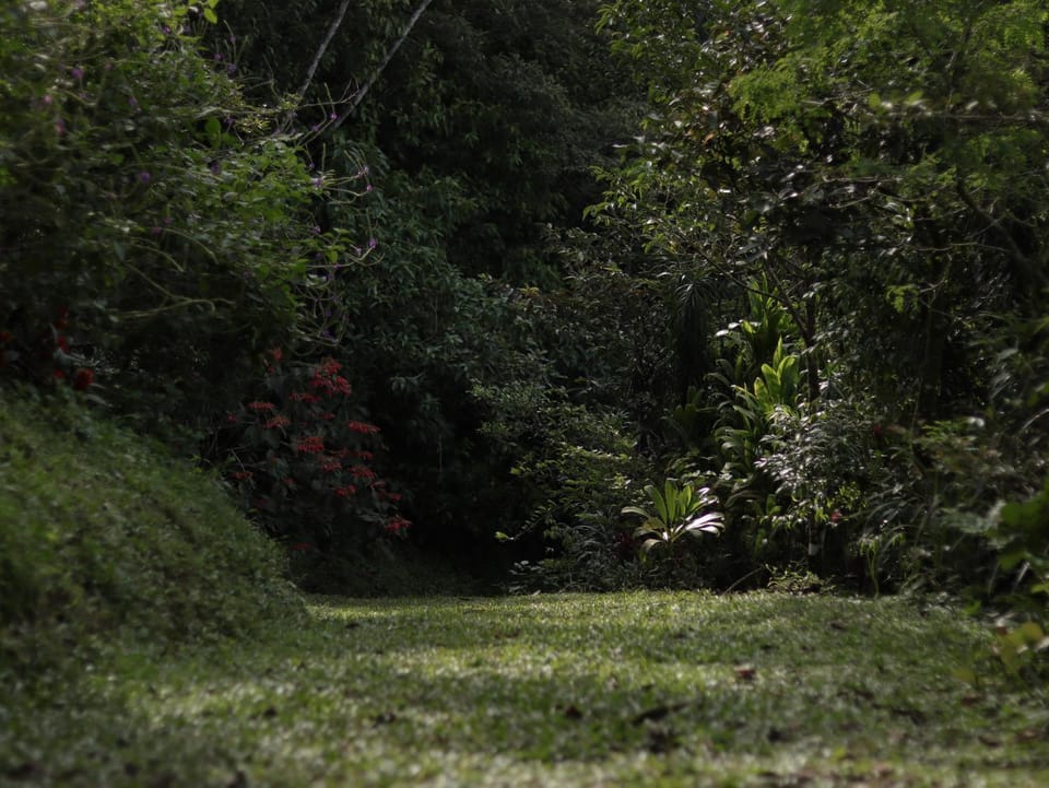 Natural landscape, Garden