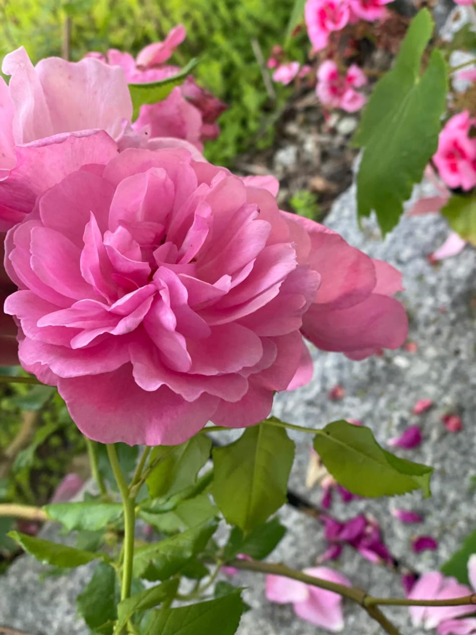 Your exclusive 2 room & 2 bathroom natural holiday home Apartment in Winterthur