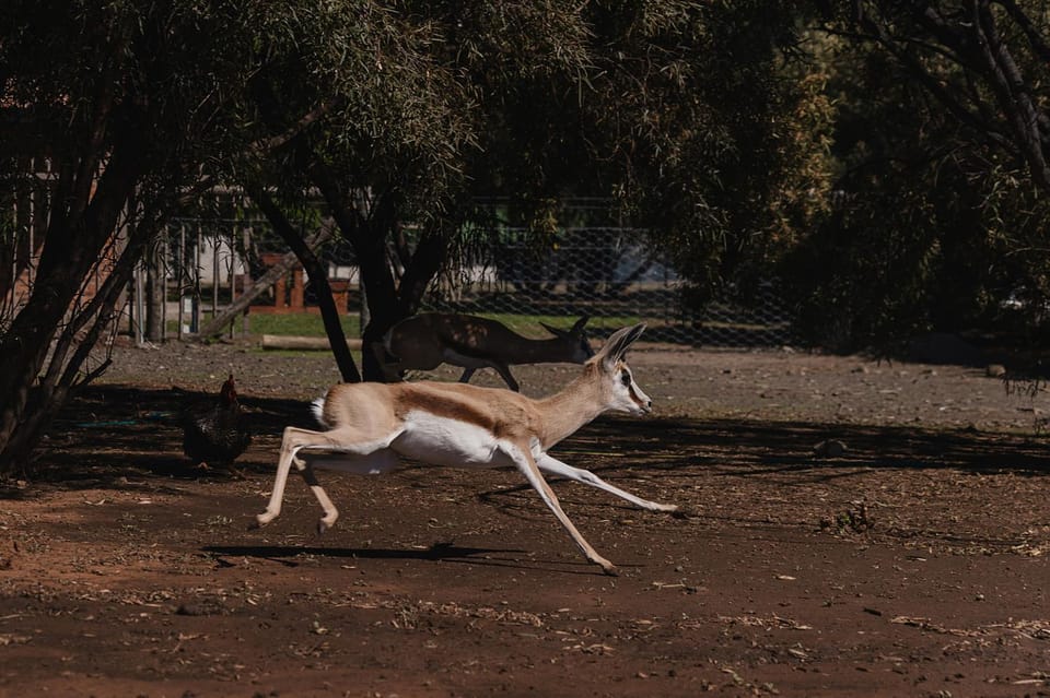 Animals