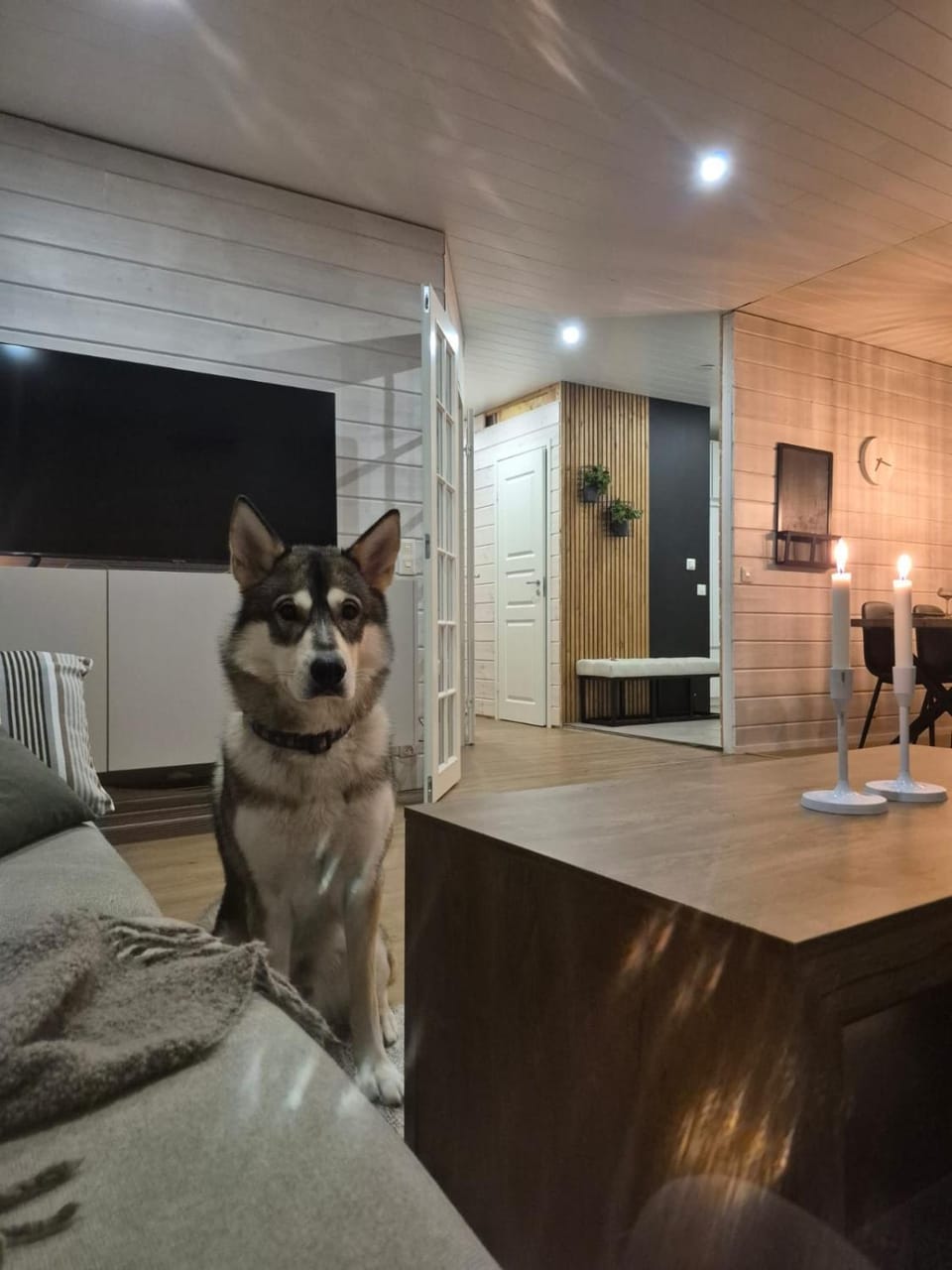 Pets, pet friendly