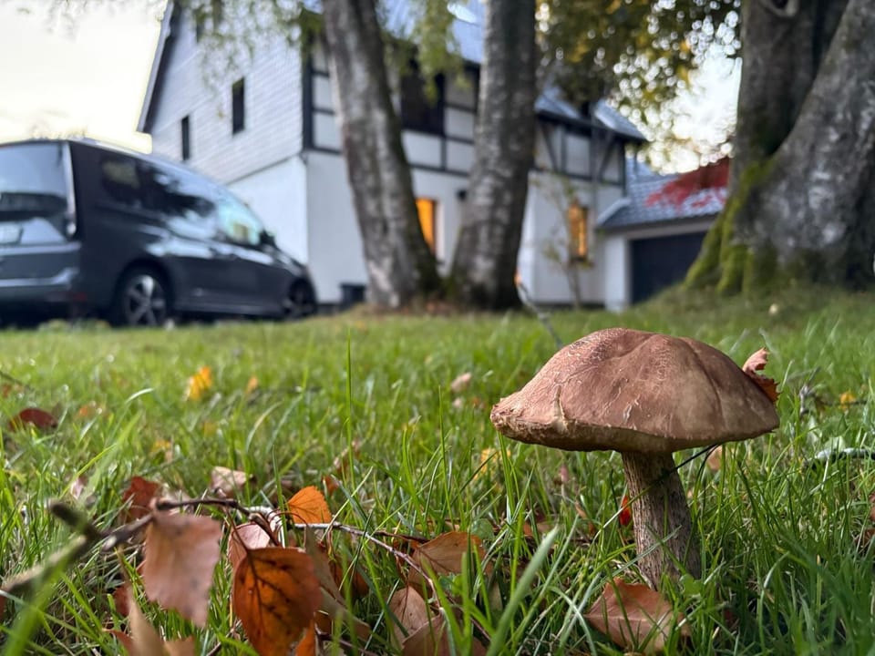 Property building, Garden