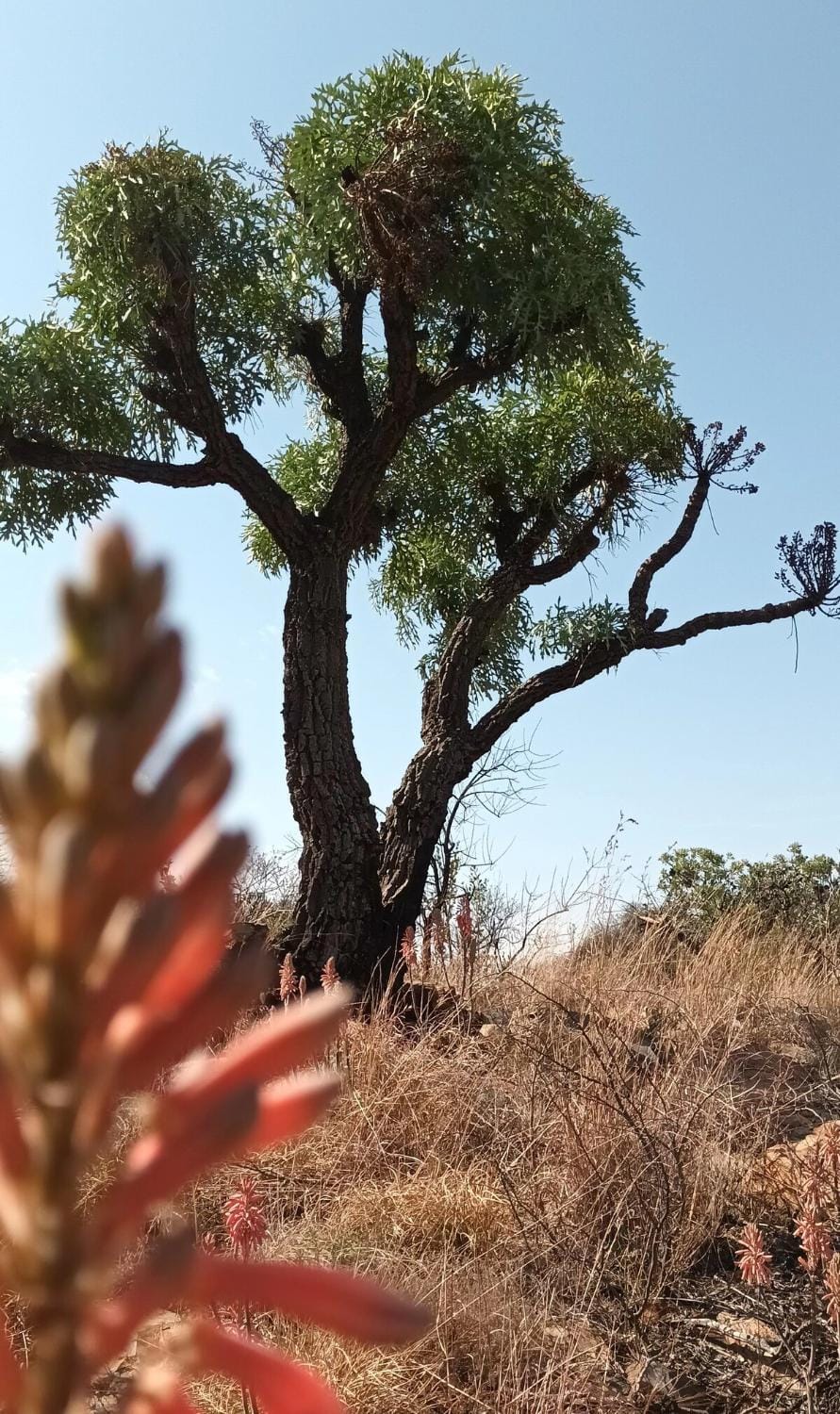 Azalea Guest Farm Cottage Pet Friendly House in Gauteng