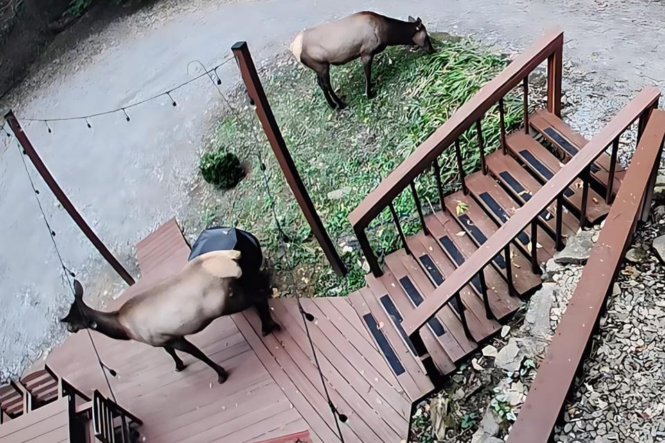 Animals