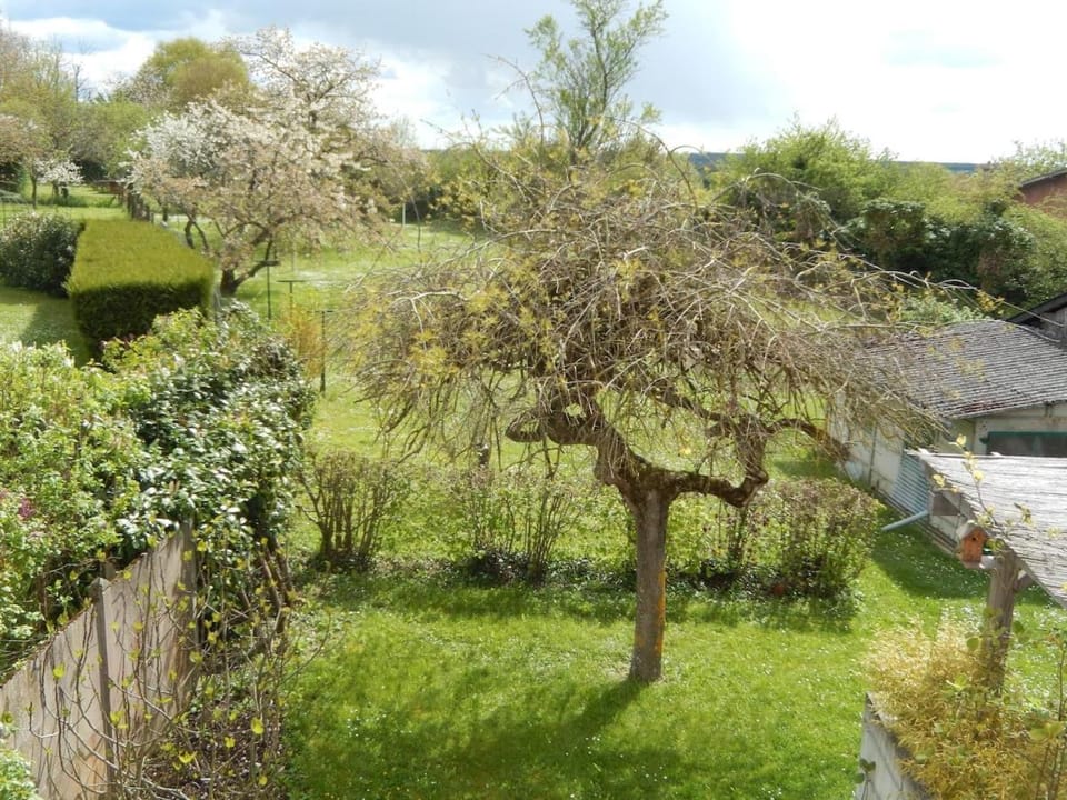 Garden, Garden, Garden view
